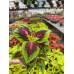 Coleus - Various Sizes